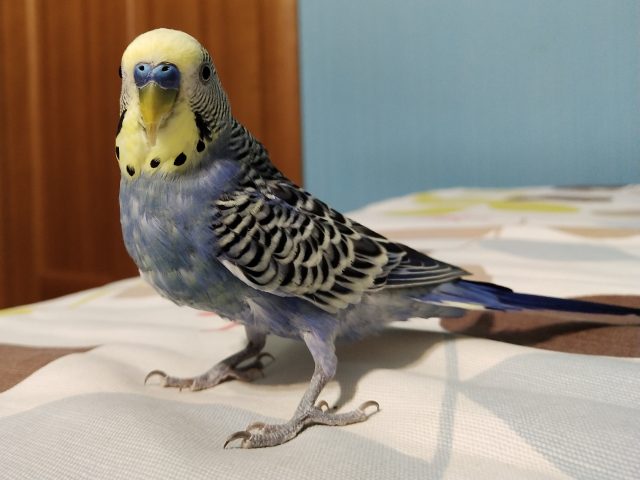 Vivo V11 примеры фото