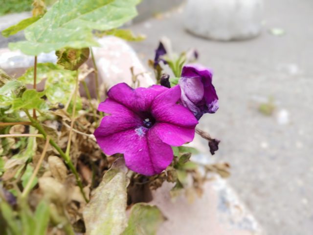 Vivo V11 примеры фото