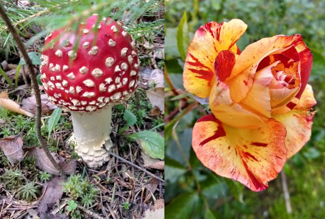 Отзыв об использовании смартфона LG Q7