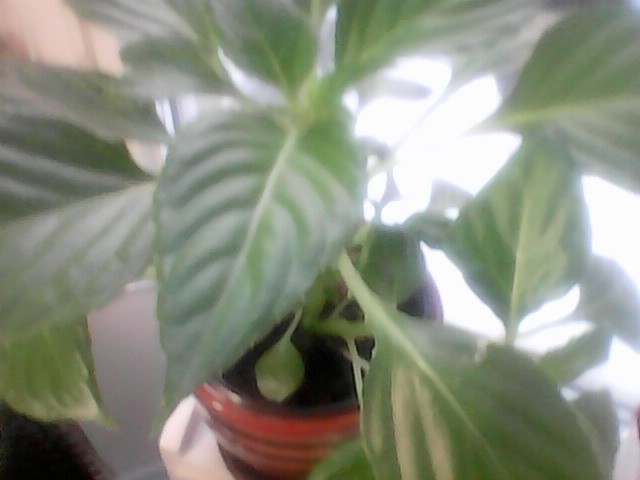 Обзор кнопочного телефона Prestigio Muze L1