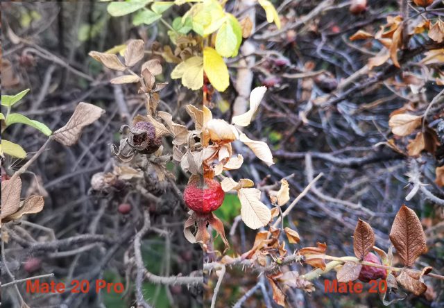 сравнение камер Huawei Mate 20 и Huawei Mate 20 Pro