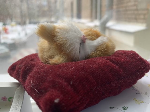 Обзор iPhone Xr примеры фото