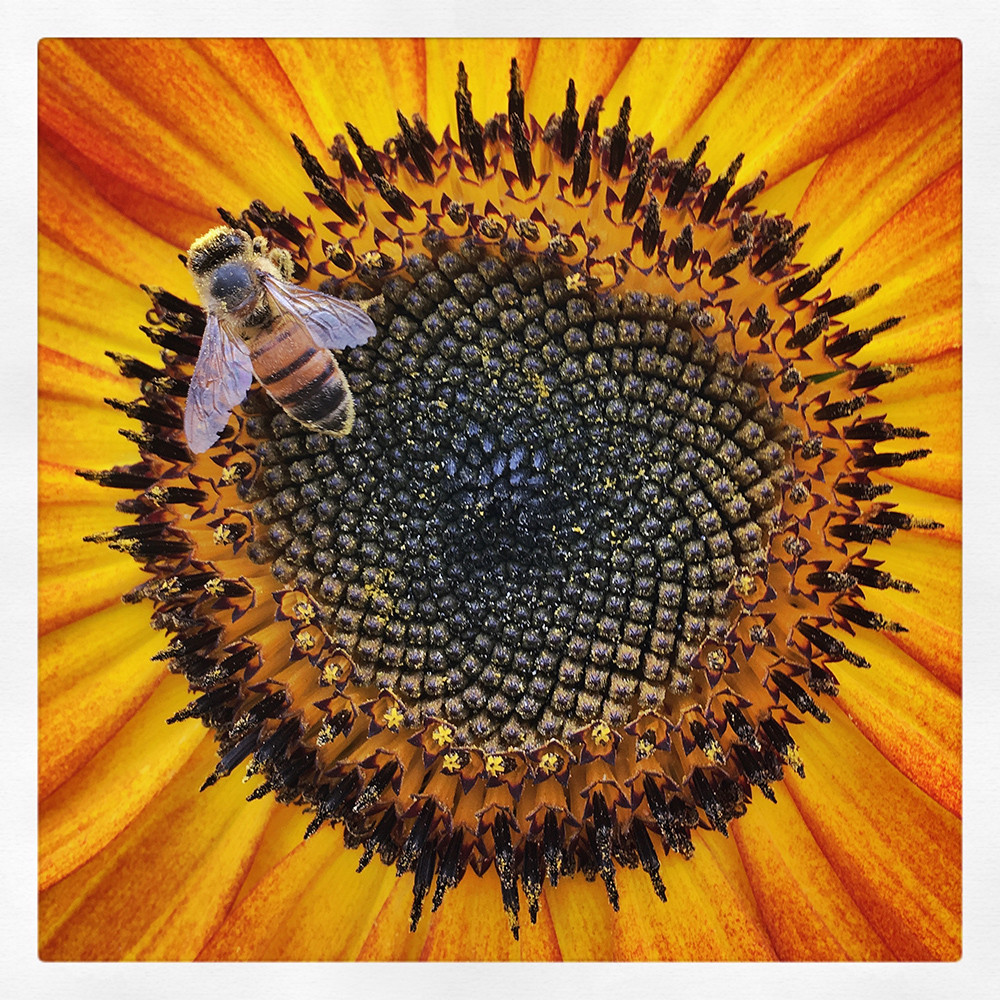  лучшие мобильные фотографии 2018 года