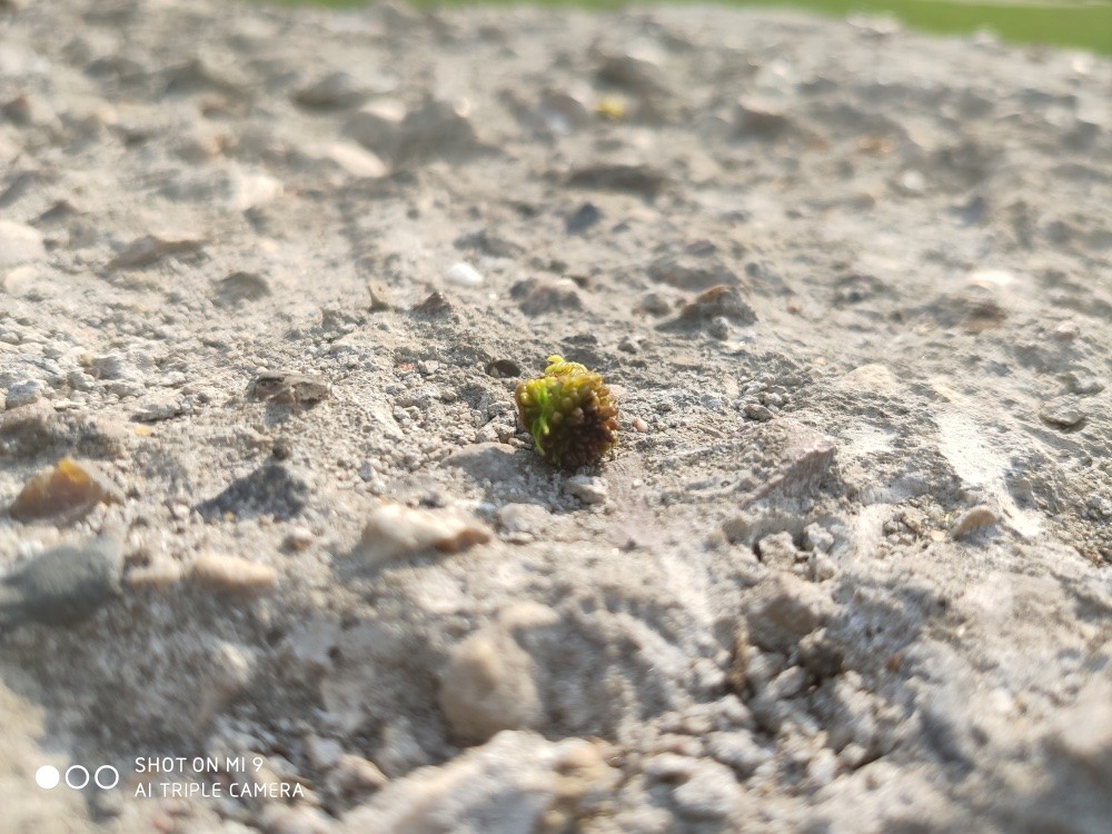 Обзор Xiaomi Mi 9: недорогой флагман фото