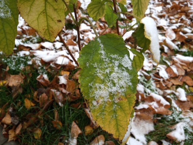 Обзор Moto E6 Plus: недорогой смартфон со съемной батареей фото