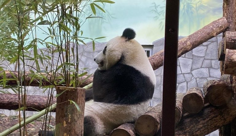 90486Hikvision покажет больших панд из Московского зоопарка всем желающим