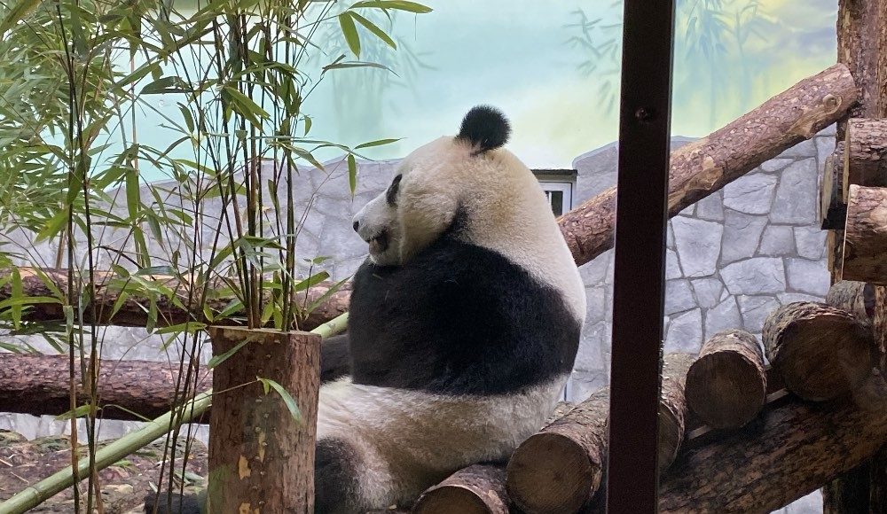 Зоопарк увидеть панду. Панды жуи и Диндин. Панда в Московском зоопарке. Панда Диндин из Московского зоопарка. Панда в зоопарке Москвы.