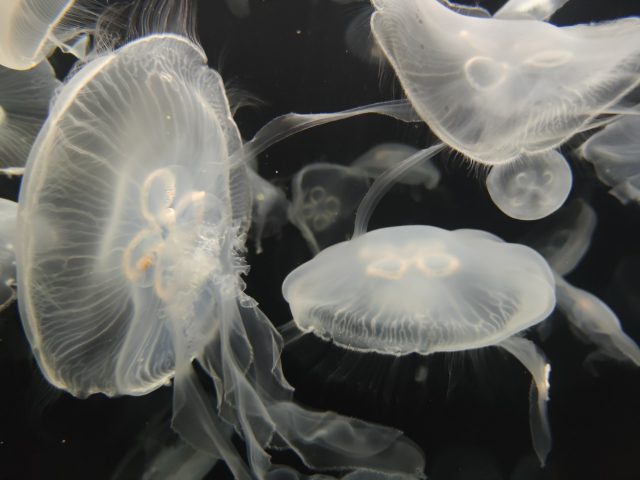 Обзор Mi Note 10: самый интересный смартфон Xiaomi 2019 года фото