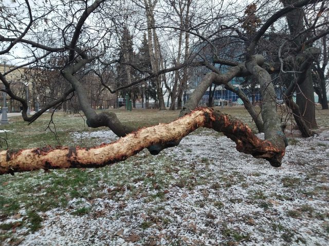 Обзор Vivo V17: яркий смартфон с отличной камерой и другими сюрпризами фото