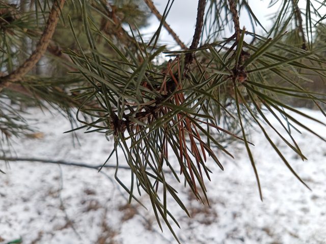 Обзор ZTE Blade 20 Smart: недорогой смартфон с удивительно хорошей камерой и производительностью фото