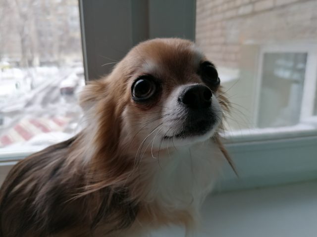 Как выбрать смартфон? 7 вещей, о которых вас «забудут» предупредить в магазине картинка Как выбрать смартфон? 7 вещей, о которых вас «забудут» предупредить в магазине фото