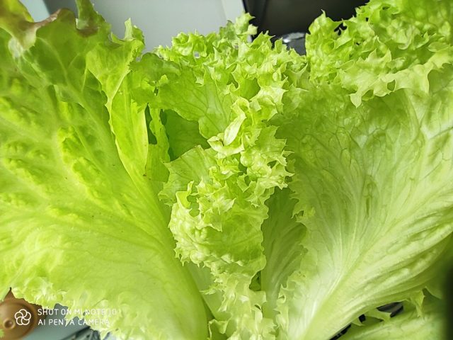 Какой смартфон снимает лучше: сравниваем Samsung Galaxy S20 Ultra с Huawei P30 Pro и Mi Note 10 фото