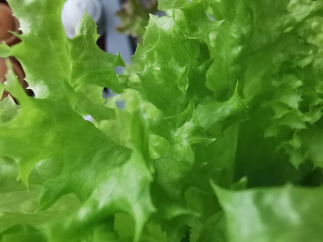 Какой смартфон снимает лучше: сравниваем Samsung Galaxy S20 Ultra с Huawei P30 Pro и Mi Note 10 фото