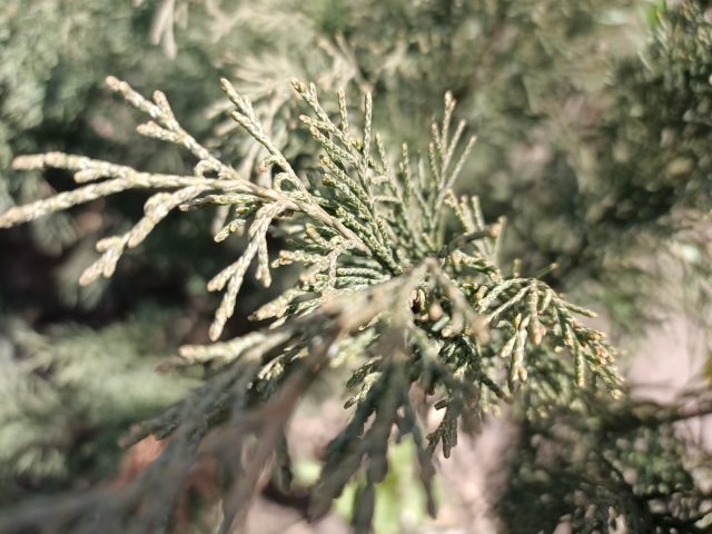 Обзор Oppo Reno3: еще одна альтернатива самым популярным смартфонам этого года фото