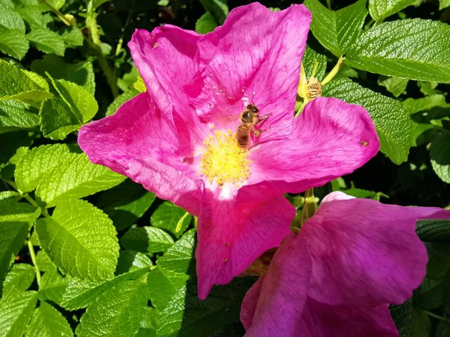 Обзор планшета Huawei MatePad 10.4: больше динамиков и микрофонов! фото