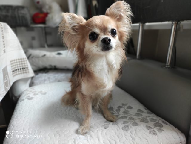 Какой смартфон снимает лучше: сравнение камер трех популярных смартфонов с камерами 64 мп фото