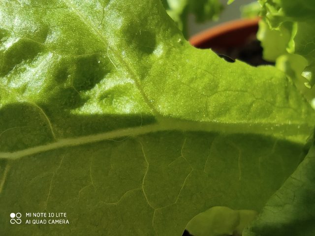 Какой смартфон снимает лучше: сравнение камер трех популярных смартфонов с камерами 64 мп фото