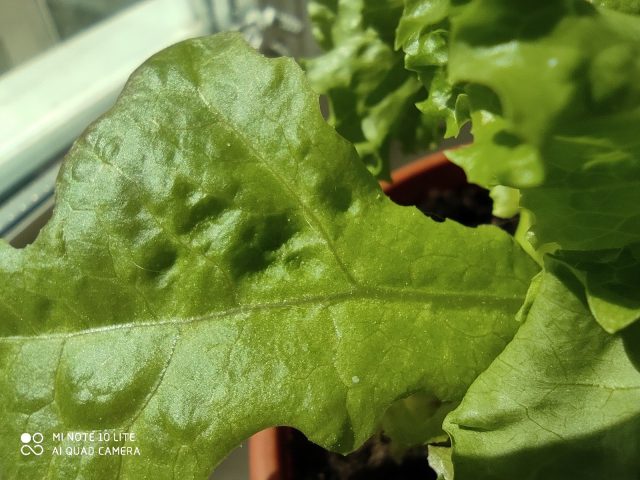 Какой смартфон снимает лучше: сравнение камер трех популярных смартфонов с камерами 64 мп фото