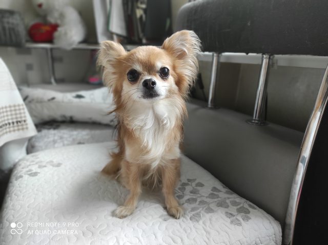 Какой смартфон снимает лучше: сравнение камер трех популярных смартфонов с камерами 64 мп фото