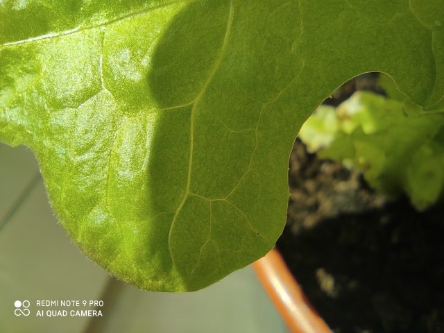 Какой смартфон снимает лучше: сравнение камер трех популярных смартфонов с камерами 64 мп фото