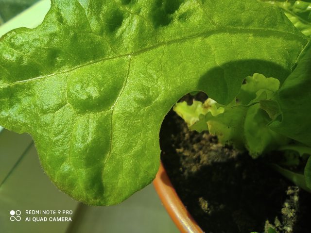 Какой смартфон снимает лучше: сравнение камер трех популярных смартфонов с камерами 64 мп фото