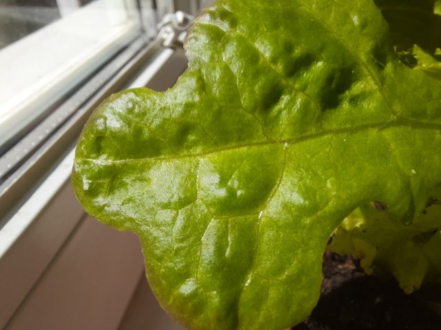 Какой смартфон снимает лучше: сравнение камер трех популярных смартфонов с камерами 64 мп фото