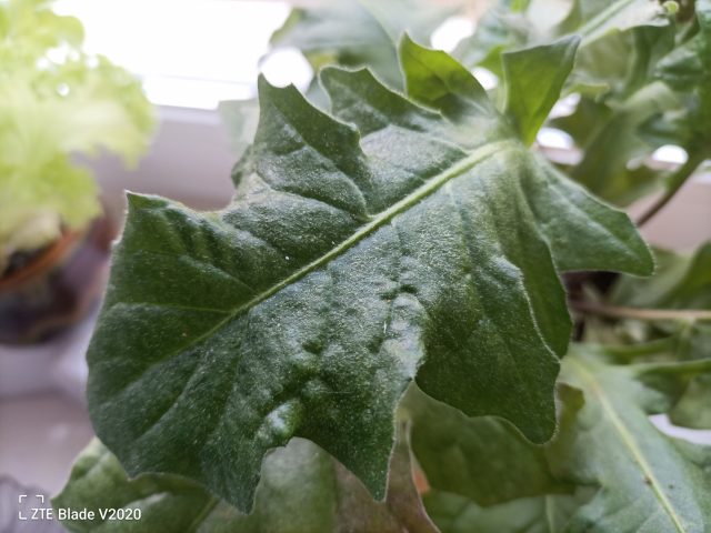 Обзор ZTE Blade V2020: смартфон, который старался всем угодить фото