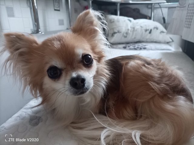 Обзор ZTE Blade V2020: смартфон, который старался всем угодить фото