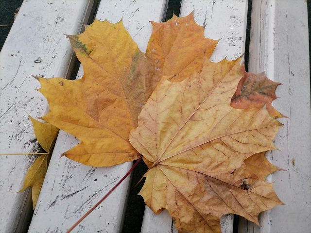 Обзор Honor 10X Lite: демократичный смартфон с огромным аккумулятором и быстрой зарядкой фото