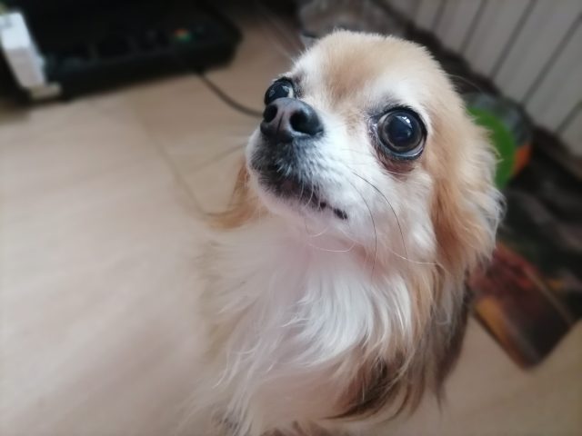 Обзор Honor 10X Lite: демократичный смартфон с огромным аккумулятором и быстрой зарядкой фото