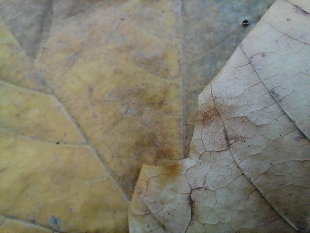 Обзор Honor 10X Lite: демократичный смартфон с огромным аккумулятором и быстрой зарядкой фото