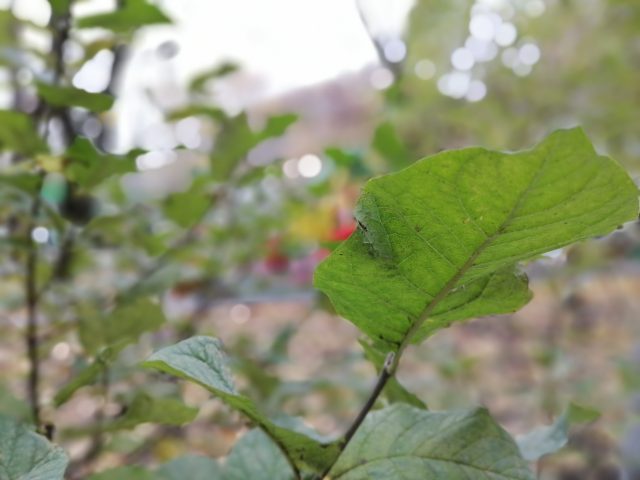 Обзор Honor 10X Lite: демократичный смартфон с огромным аккумулятором и быстрой зарядкой фото