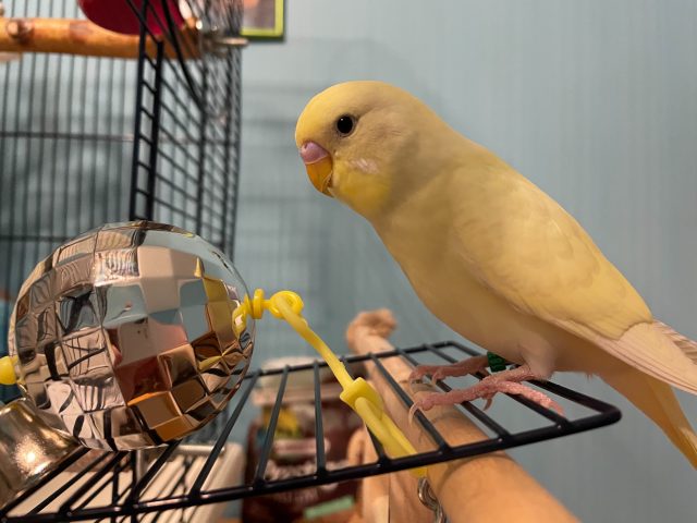 Обзор iPhone 12 Mini: вышло ли у Apple создать «маленькое чудо»? фото