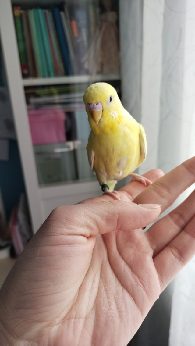 Обзор Vivo Y31: самого доступного (пока) смартфона на Android 11 фото