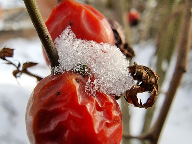 Обзор Samsung Galaxy S21 Ultra: невероятно функциональный смартфон, который обогнал свое время фото