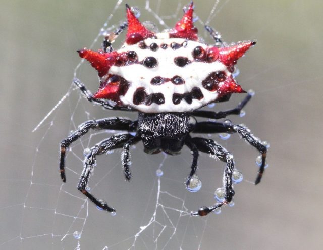 Ученые выяснили тайны паучьих сетей