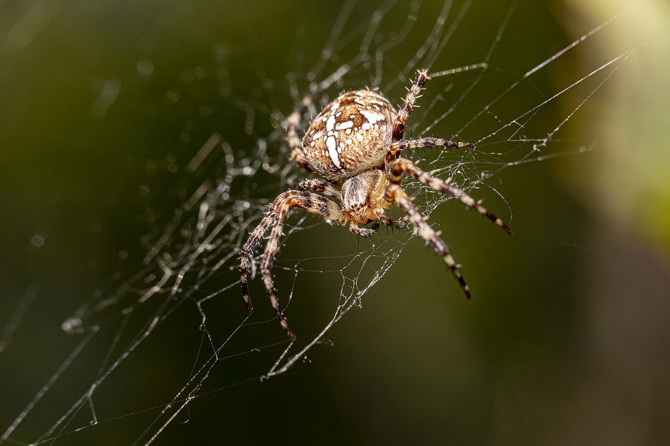 Ученые выяснили тайны паучьих сетей
