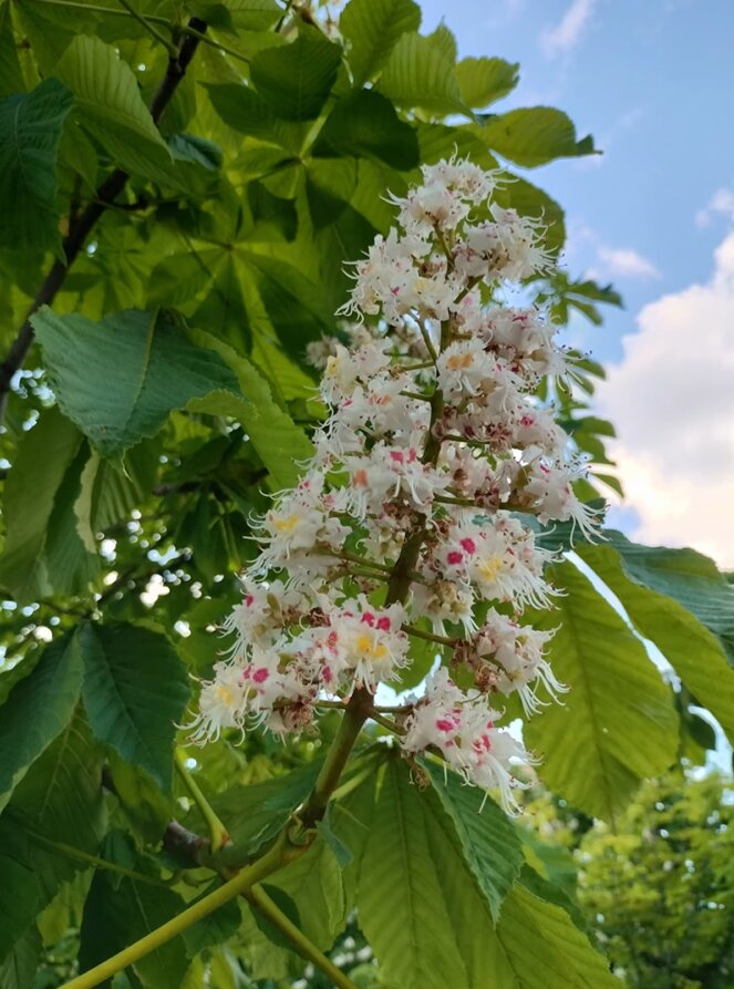 Обзор OnePlus Nord CE 2 фото