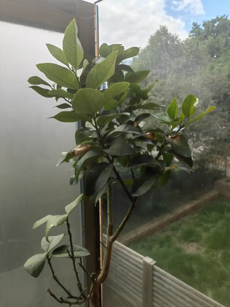 Обзор Huawei Mate Xs 2 фото