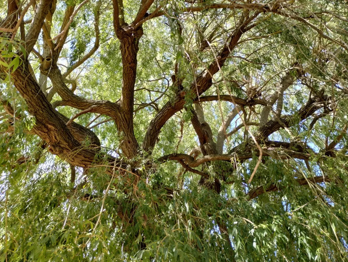 Обзор Motorola Moto G82 фото