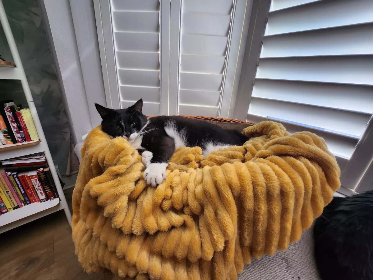 Samsung Galaxy Z Flip 4