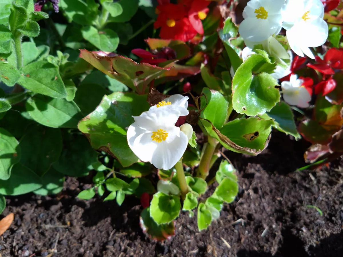 Обзор Sony Xperia 10 IV фото