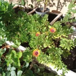 Обзор Blackview BV7100 картинка Blackview BV7100