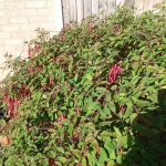 Обзор Blackview BV7100 картинка Blackview BV7100