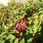 Обзор Blackview BV7100 картинка Blackview BV7100