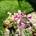 Обзор Blackview BV7100 картинка Blackview BV7100