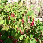 Обзор Blackview BV7100 картинка Blackview BV7100