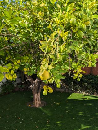 Слив фотографий, сделанных на Pixel 8 и Pro фото