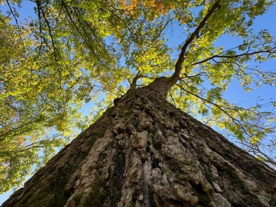 iPhone 15 Plus против iPhone 15 Pro: компактное превосходство или габаритная доступность фото