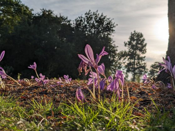 Samsung Galaxy S24 против Google Pixel 8: ключевые отличия фото